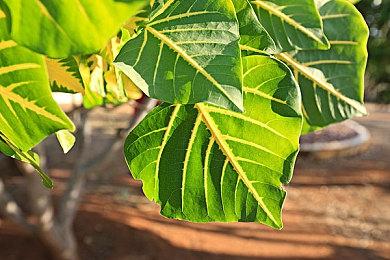 《漫威蜘蛛侠2》非官方PC移植版开发中